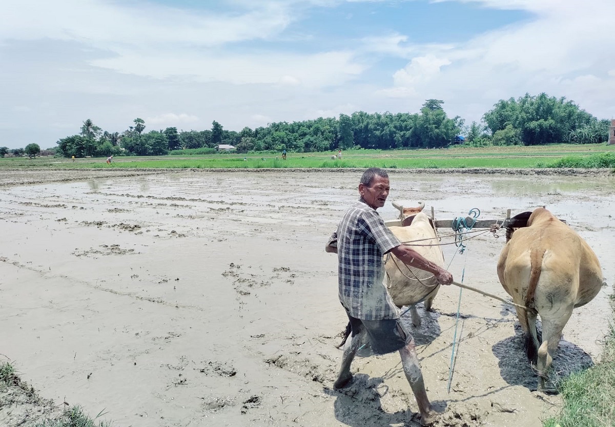 रोपाइँका लागि पटाहा लगाउँदै किसान